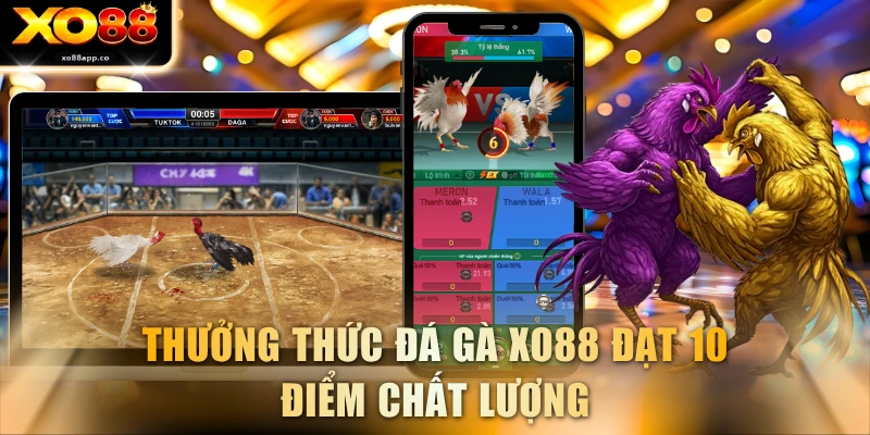 Thưởng thức đá gà XO88 đạt 10 điểm chất lượng